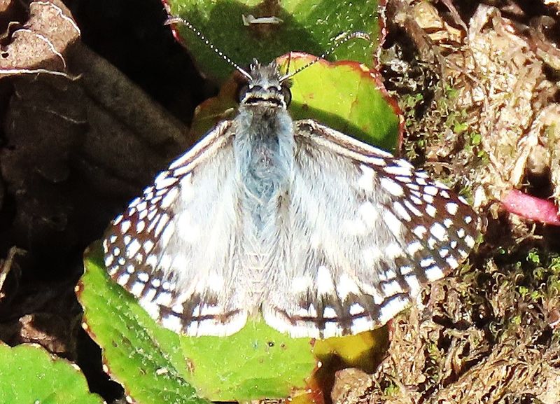 Some kind of butterfly in Brazil
