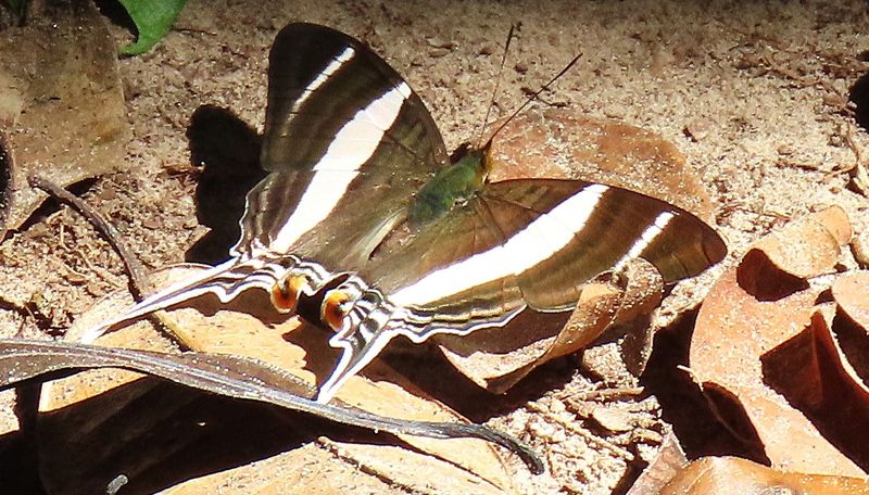 DaggerWing Butterfly on the Beach
