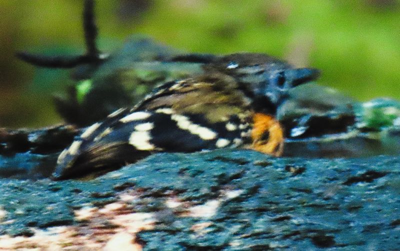Spot Backed Antbird coming out of the bath tub!