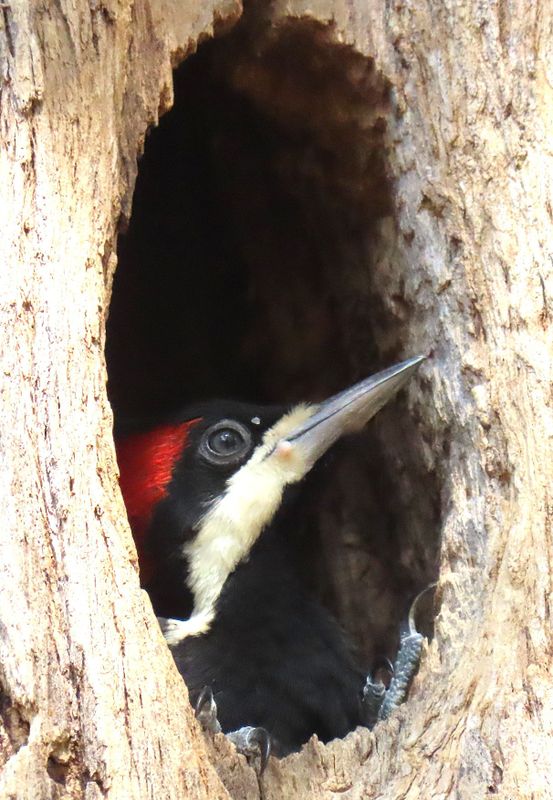 Baby Crimson Crested Woodpecker waiting for Mommy