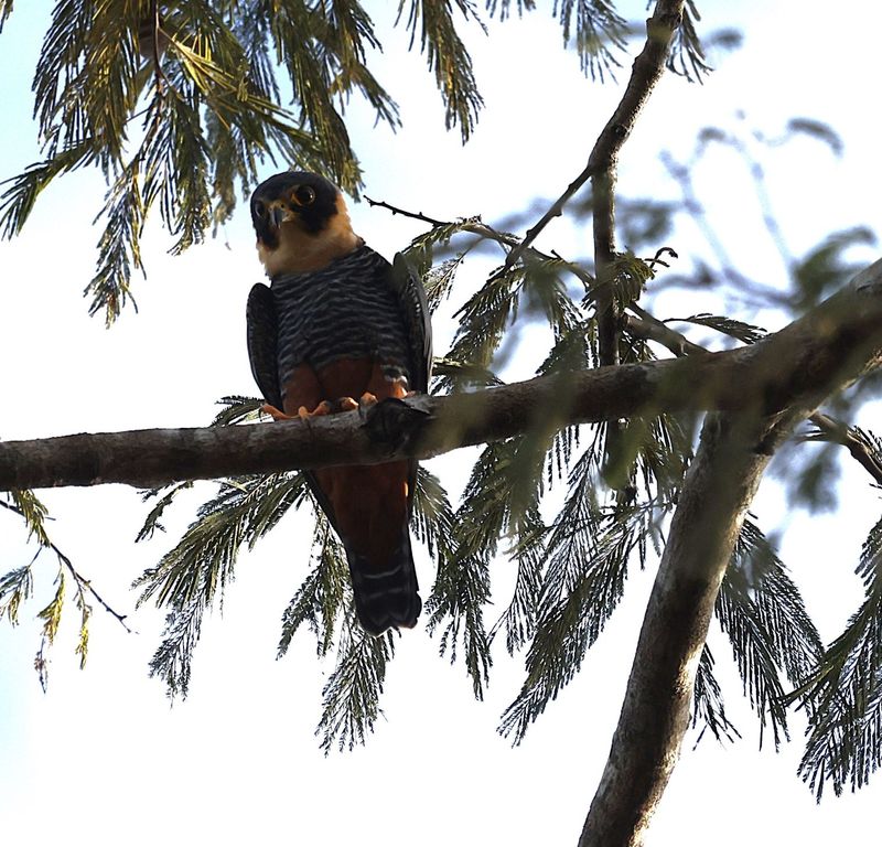 Batfalcon at Aymara Lodge (another angle)