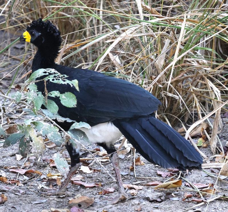 Bare faced Curassow Male