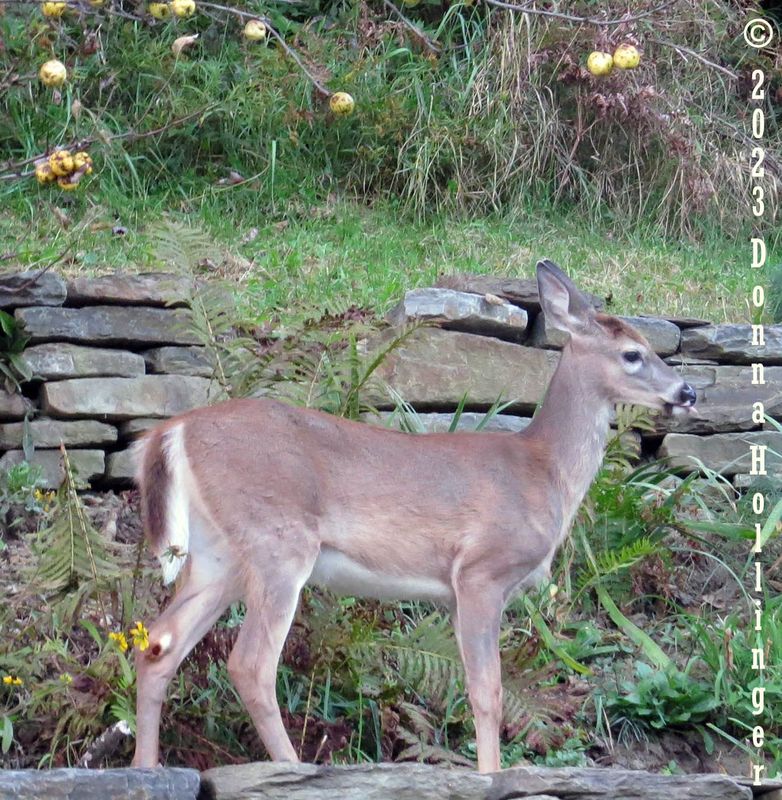 Last years apples and a Fawn