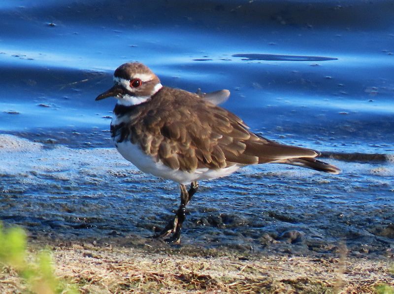 Kildeer