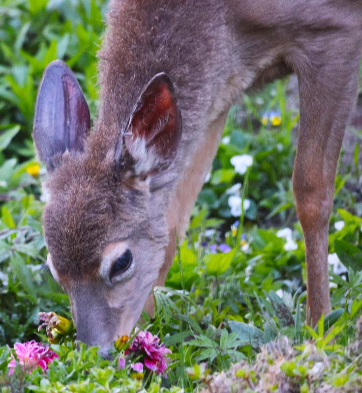 This little fawn came right up to me