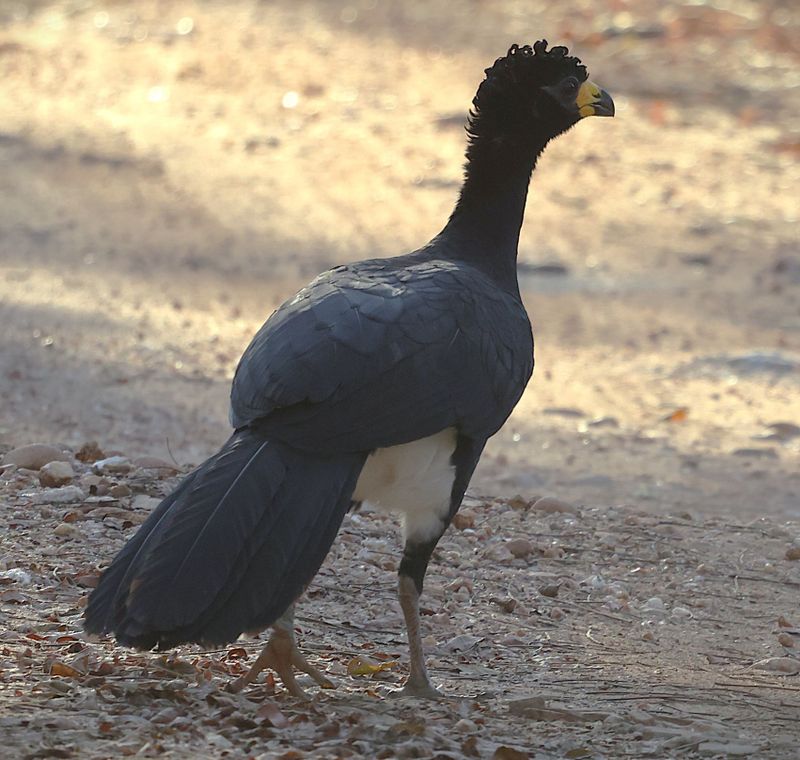 Male Currasow looking for the females