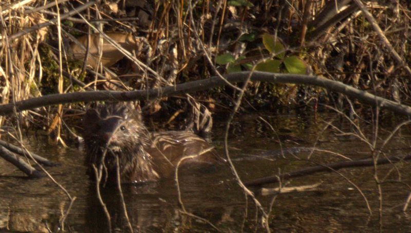 The mink stopped and I think he saw us!