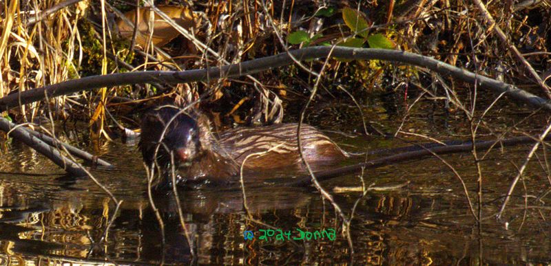 A long skinny Mink!