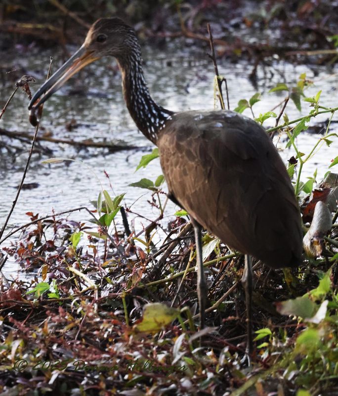 Limpkin with snail in the Panatanal