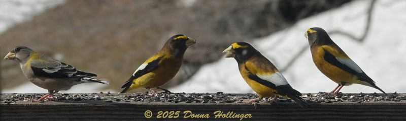 Four Evening Grosbeaks this morning