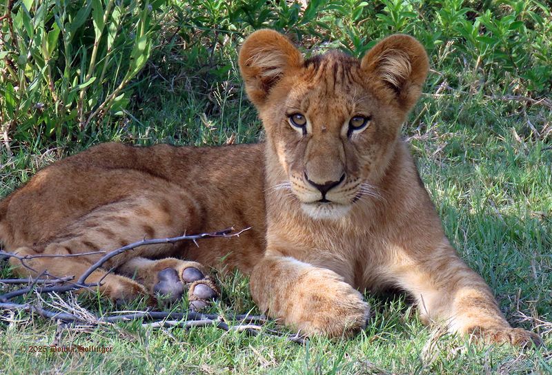 Four Rivers Camp Lion Cub