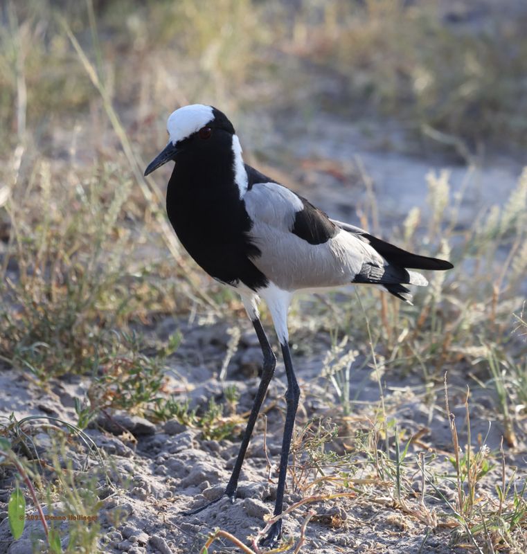 Blacksmith Lapwing