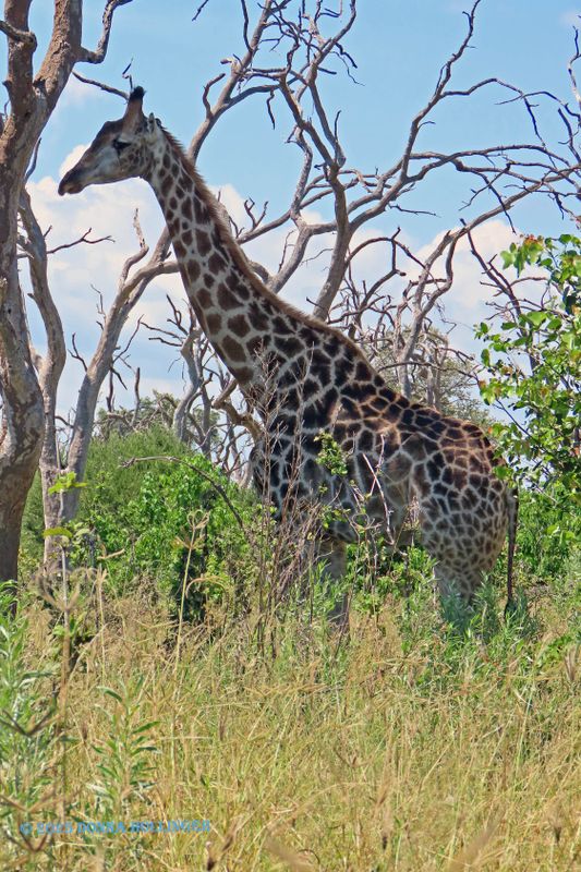 Giraffe...Big and Beautiful!