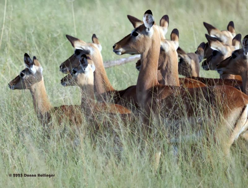 Impala on the alert!