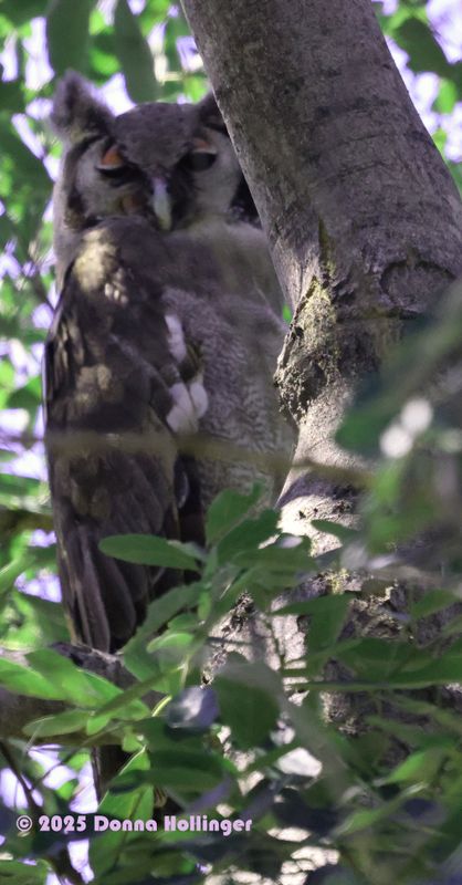Verreaux Owl does have pink eyelids