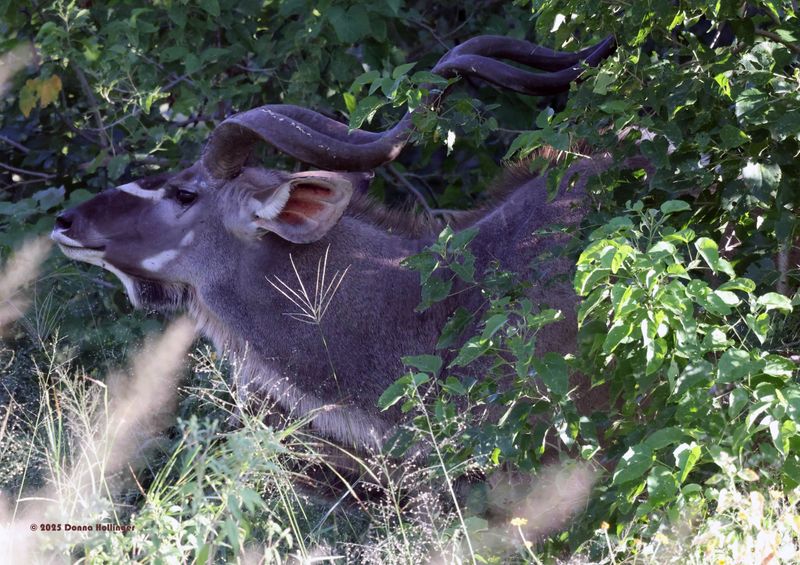 Southern Greater Kudu