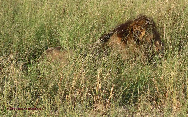This Lion Male was very malnouriched and suffering