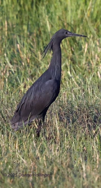Black Heron in Nuptial Plumage