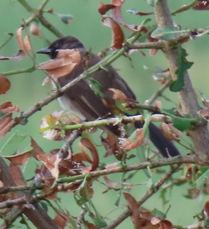 A Bulbul on the First Day !