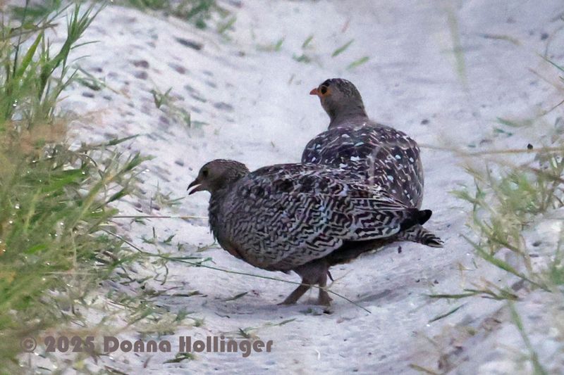 Double Banded Sand Grouse