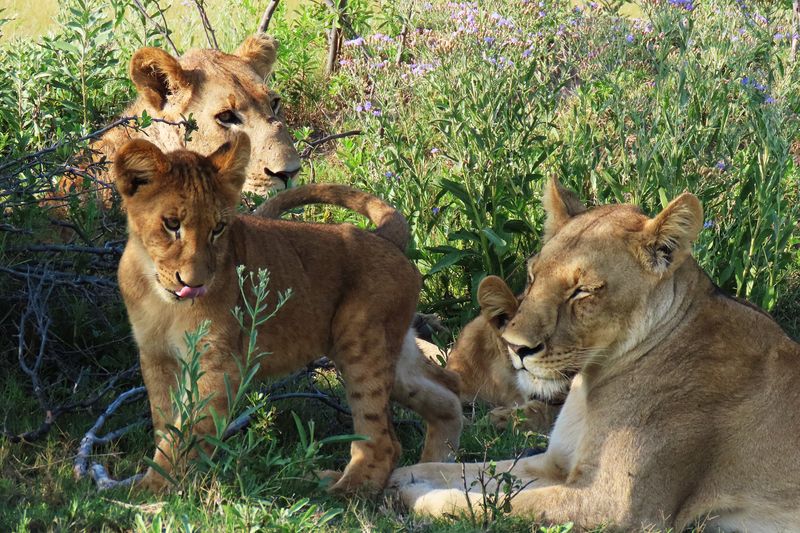 Two Cubs Home With Mum