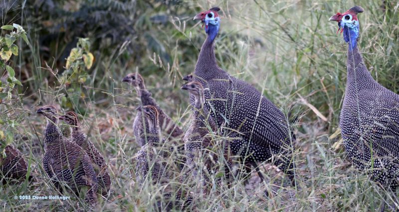 2 Adult Helmeted Guinea Fowl with 4.5 fledgelings 