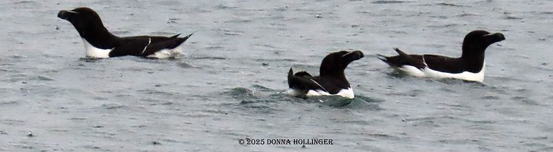 It was raining, three Razor Bills fishing