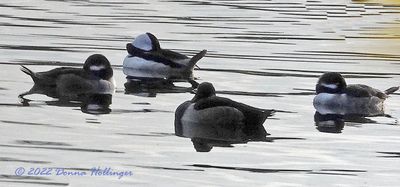 Buffleheads Sleeping on Fresh Pond!