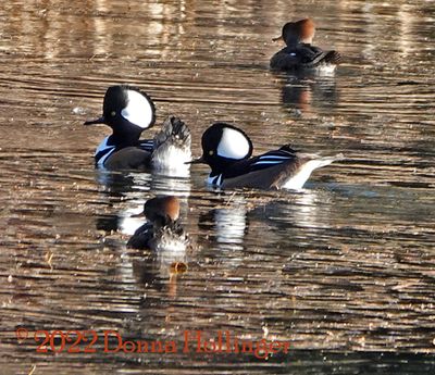 Hooded Merganser Pairs Flirting