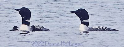 Two chicks with Mom and Dad Loons