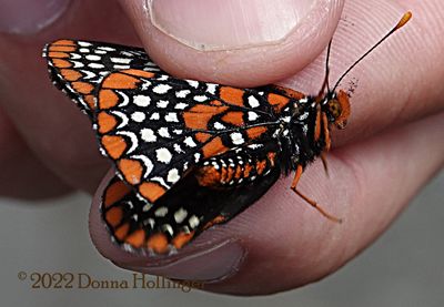 Baltimore Checkerspot Butterfly
