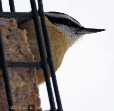 Red Breasted Nuthatch on the Suet Feeder
