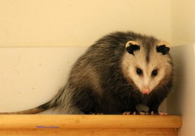 Opossum is here in the stairwell today