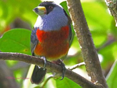 Merry Christmas Everyone! A Toucan Barbet
