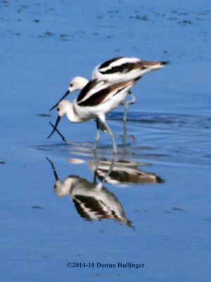 From my first Birding trip in California!