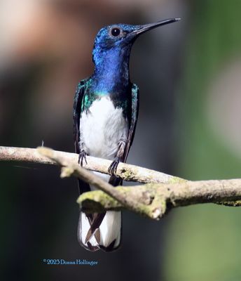 Jacobite humming bird first thing off the bus!