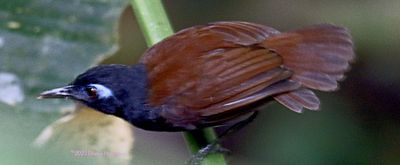 Antbird