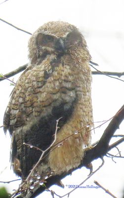 Getting Wet Barred Owl