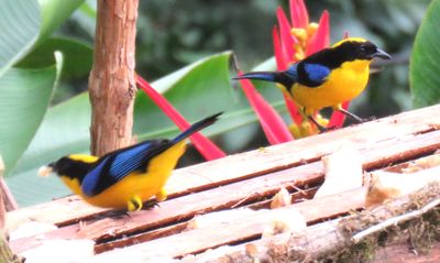 2 Blue Winged Mountain Tanagers