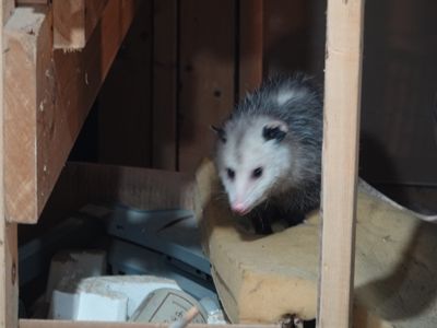 Possum's name is Sugar...he was wandering in the cellar
