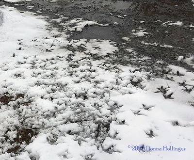 Turkey tracks pattern