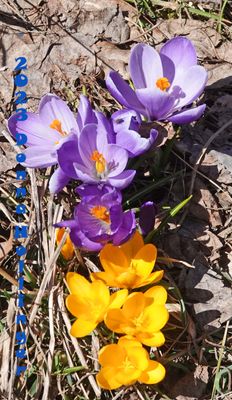 Sun on the Crocuses
