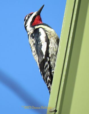 Yellow Bellied Sapsucker is back