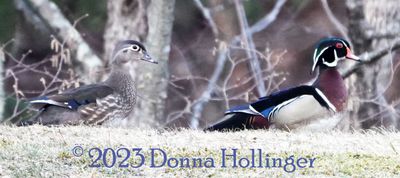 A pair of Woodducks down the road from us!