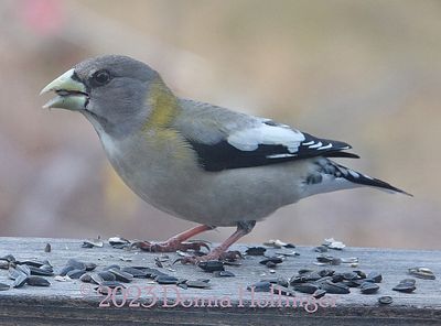 Female Evening Grosbeak