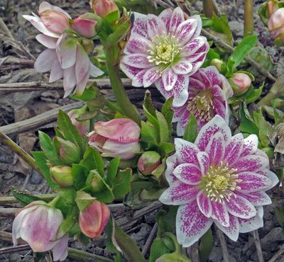 When the ice melted, my pink Striped Hellebore popped!