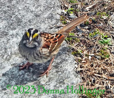 Today the White Throated Sparrow showed up