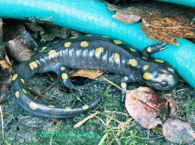 Salamander Migration two nights ago!