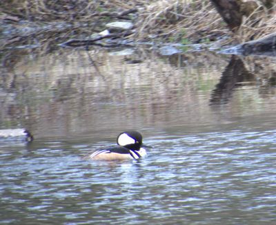 Male Hooded Merganser