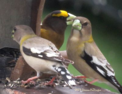 Before the rain 6 Eveing Grosbeaks appeared!